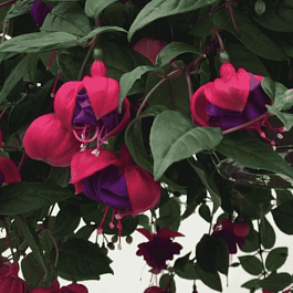 Фуксия ампельная Dark Eyes