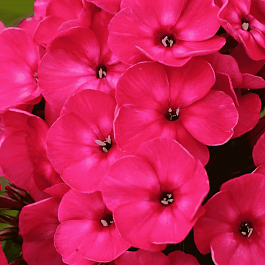 Флокс метельчатый Nadia