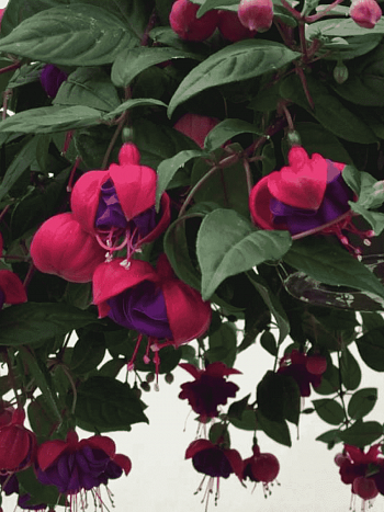 Фуксия ампельная Dark Eyes