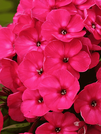 Флокс метельчатый Nadia