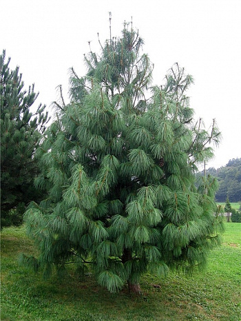 Сосна гималайская Griffithii