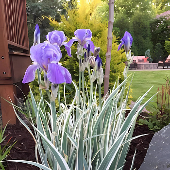 Ирис бледный Albo variegata