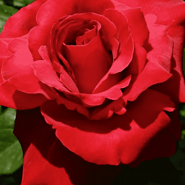 Роза грандифлора Валентина