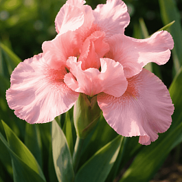 Ирис карликовый Rose