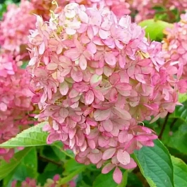 Гортензия метельчатая Confetti