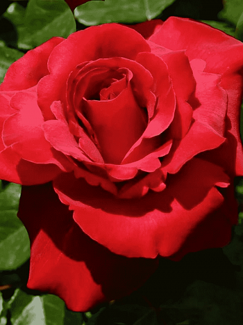 Роза грандифлора Валентина