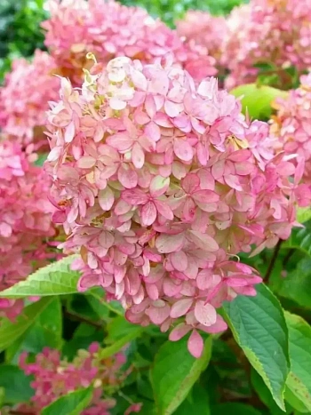 Гортензия метельчатая Confetti