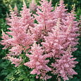 Астильба Creamy Pearls