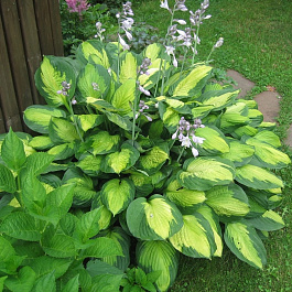 Хоста гибридная Леди Гиневера