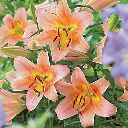 Лилия ОТ-гибрид Сабанета