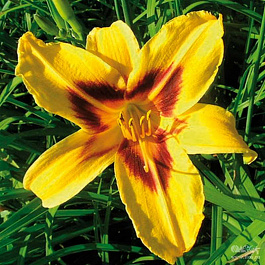 Лилейник гибридный Джери Скаут