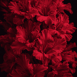 Гладиолус Омск