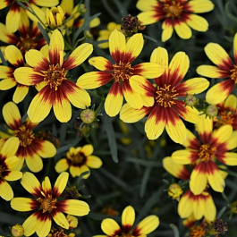 Кореопсис Бенгал Тайгер