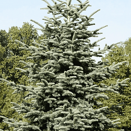 Пихта благородная Glauca