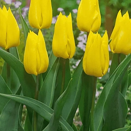 Тюльпан Yokohama