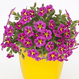 Калибрахоа Rave Pink 16