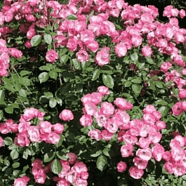 Роза Флорибунда Angela