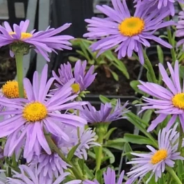 Астра Альпийская Goliaht