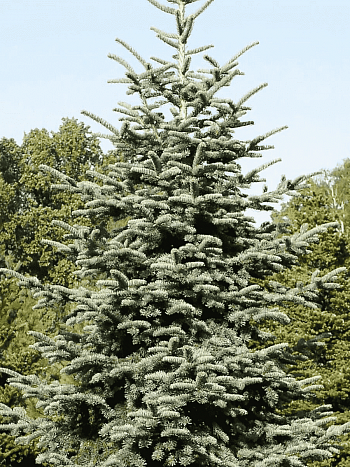 Пихта благородная Glauca
