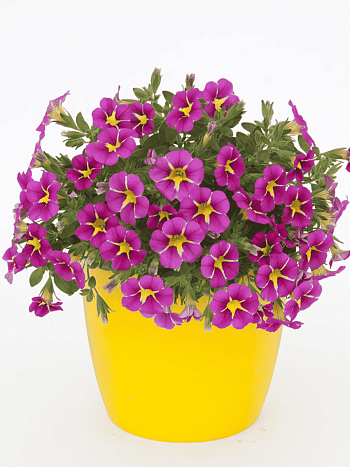 Калибрахоа Rave Pink 16