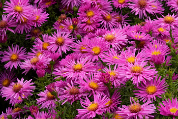 Астра кустарниковая Элис Хэслем