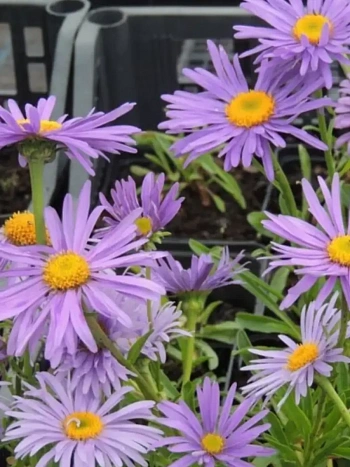 Астра Альпийская Goliaht