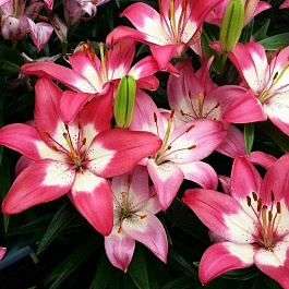 Лилия азиатская горшечная Элегант Джой