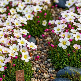 Камнеломка Арендса Ice Colours Pearl Red