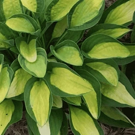 Хоста Gypsy Rose