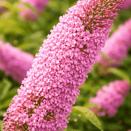 Буддлея давида Pink Panther