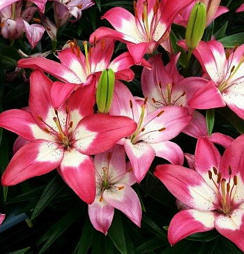Лилия азиатская горшечная Элегант Джой
