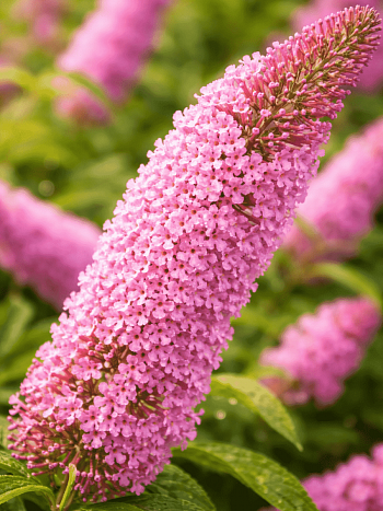 Буддлея давида Pink Panther