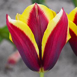 Тюльпан Триумф Гавота