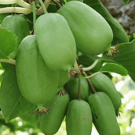 Актинидия Аргута Лунная