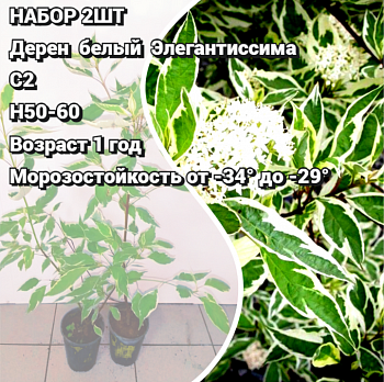 Дерен белый Элегантиссима НАБОР 2ШТ