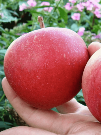 Яблоня Красавица сада