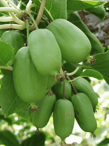 Актинидия Аргута Лунная