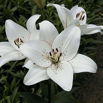 Лилия ЛА-гибрид Аркашон Лилия ЛА-гибрид Аркашон