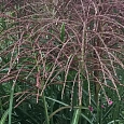 Мискантус китайский Malepartus