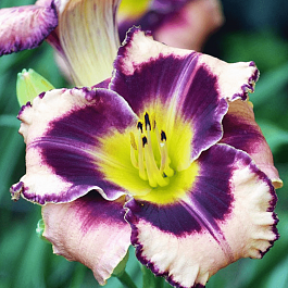 Лилейник Simmon's Overture