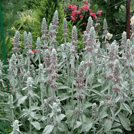 Чистец византийский