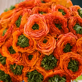 Роза чайно-гибридная Green Island ® Samoa