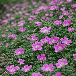 Аистник изменчивый Bishop's Form