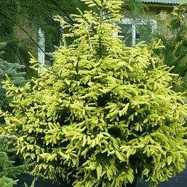 Ель восточная Aureospicata