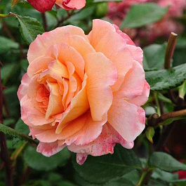 Роза чайно-гибридная Августа Луиза