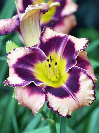 Лилейник Simmon's Overture