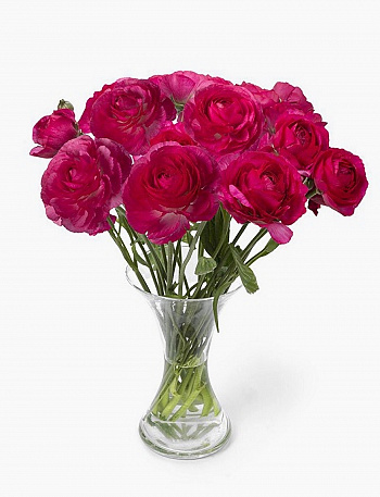 Лютик гибридный Романс Меркури