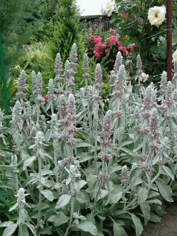 Чистец византийский