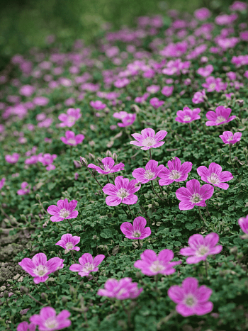 Аистник изменчивый Bishop's Form