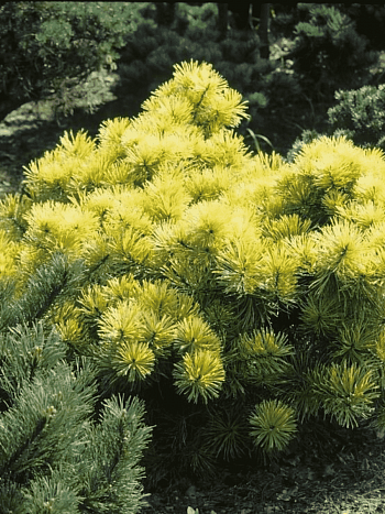 Сосна горная  Zundert